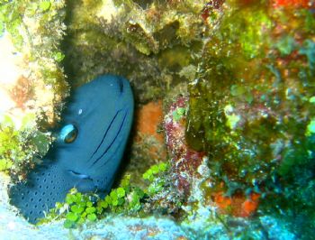 Blue Tang, Cozumel by Gil Ben-Meir 